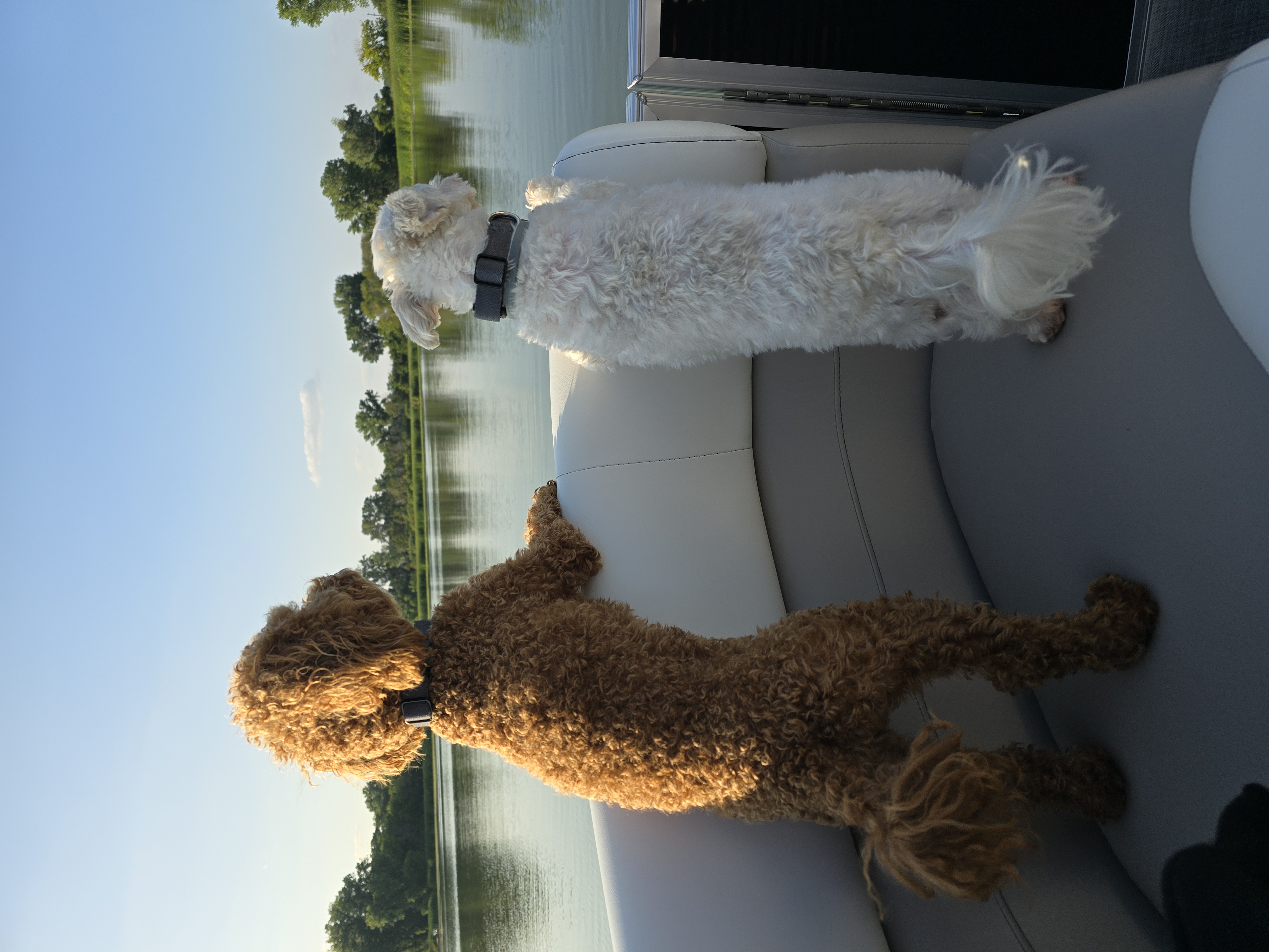 Dogs on the lake